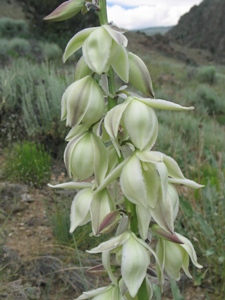 Yucca spp.